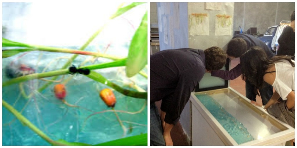 valerio-porru-naturalis-historiae